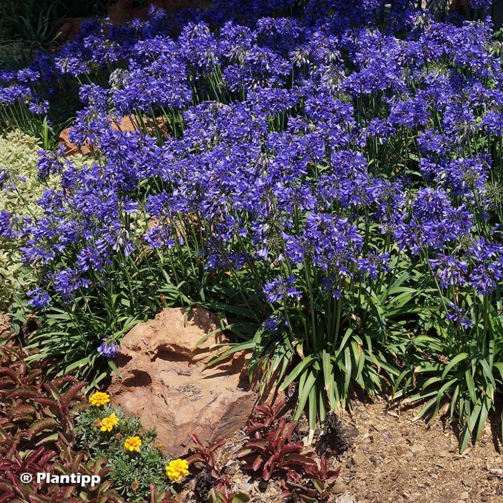 Agapanthe hybride Ever Sapphire