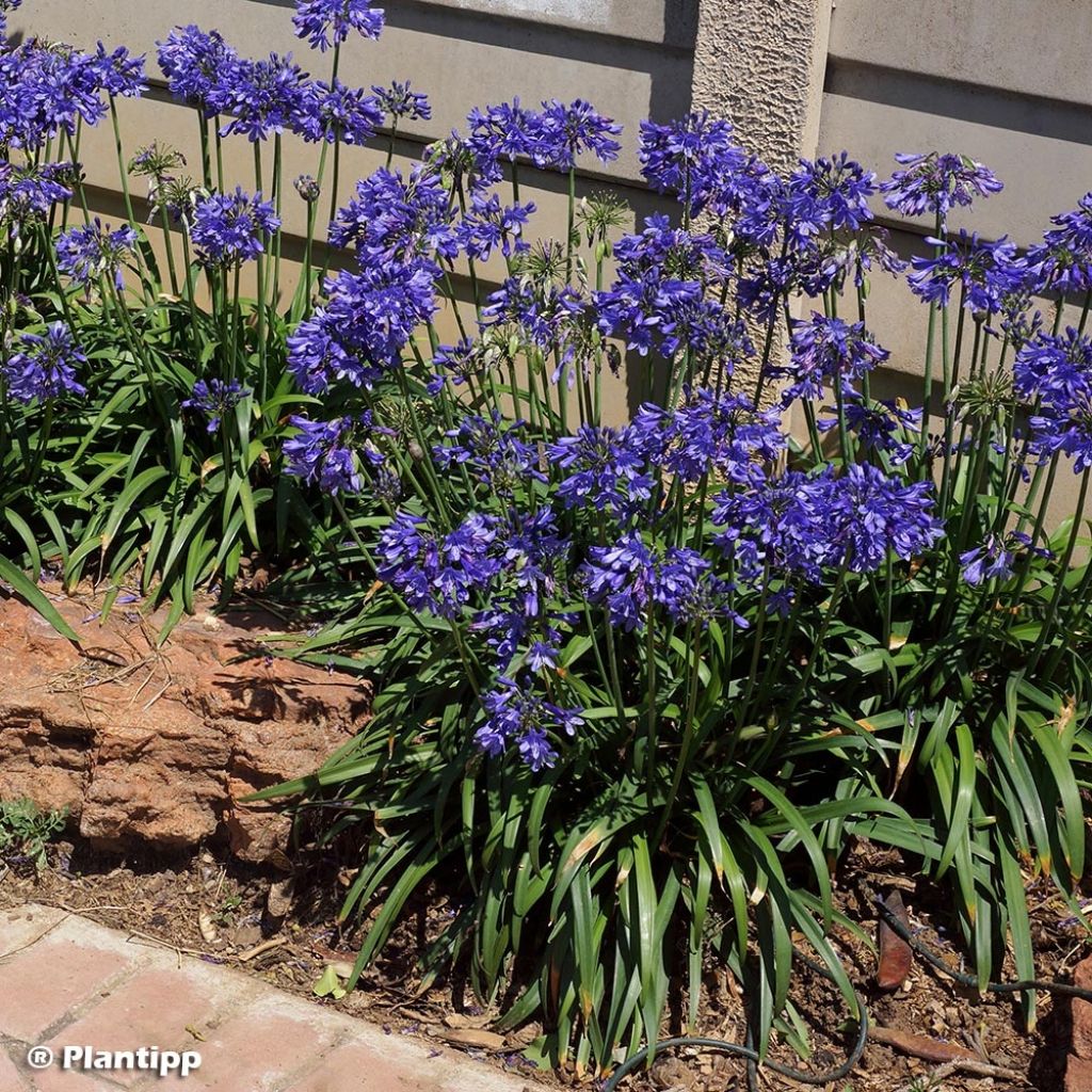 Agapanthe hybride Ever Sapphire