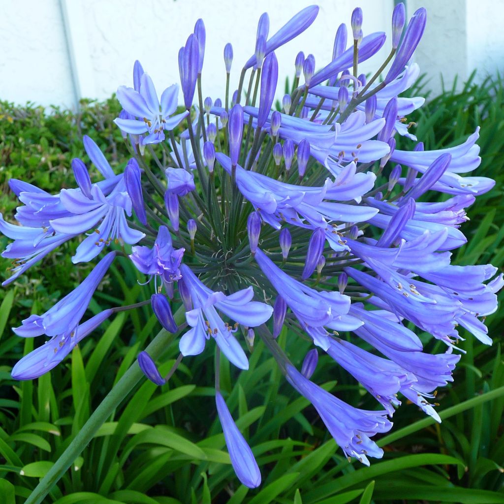 Agapanthe ou agapanthus Blue Giant