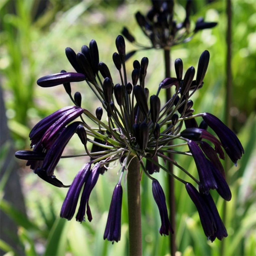 Agapanthe - Agapanthus Black Magic