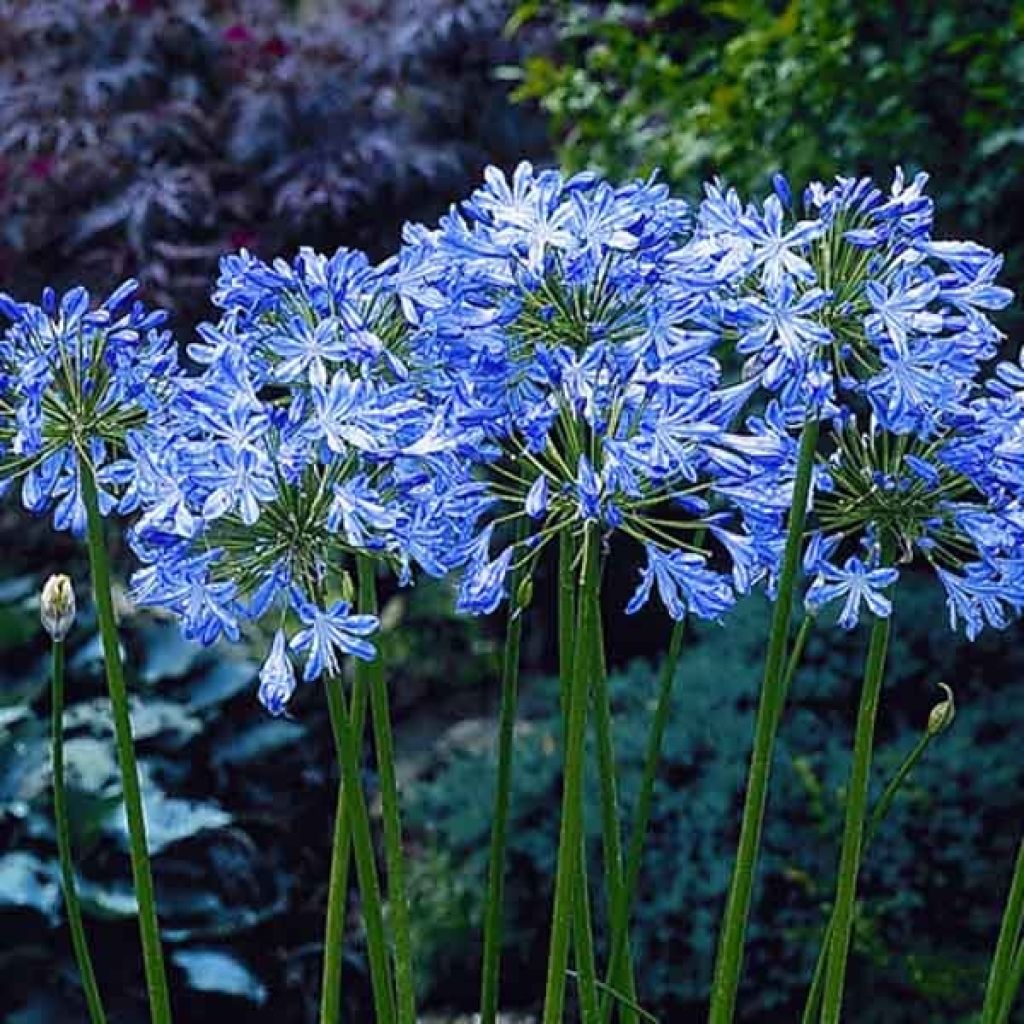 Agapanthe, Agapanthus blue Heaven