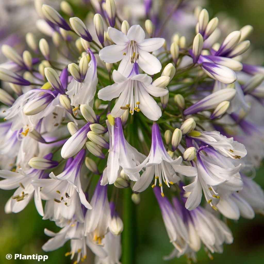 Agapanthe hybride Fireworks