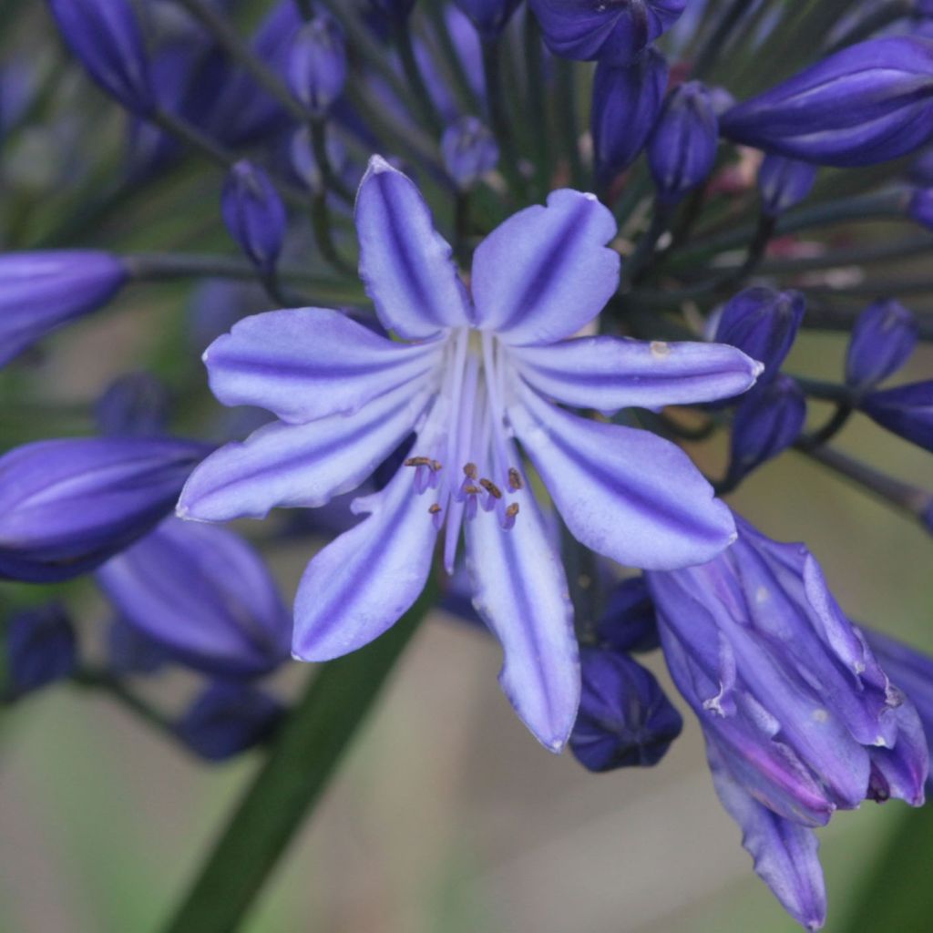 Agapanthe - Agapanthus Northern Star