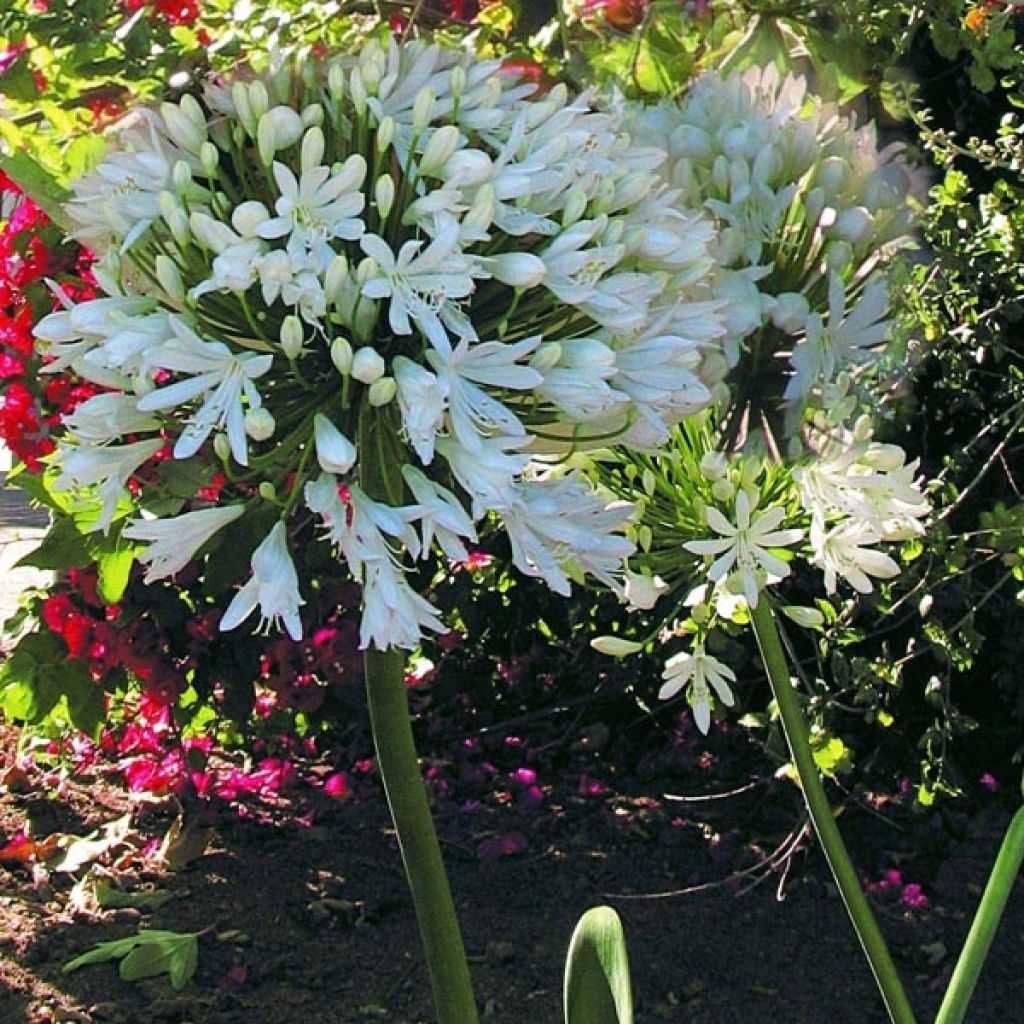 Agapanthe, Agapanthus White Heaven