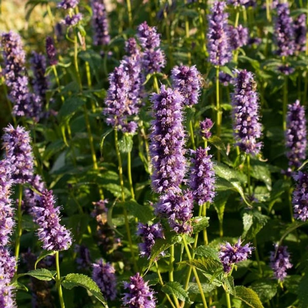 Agastache Black Adder