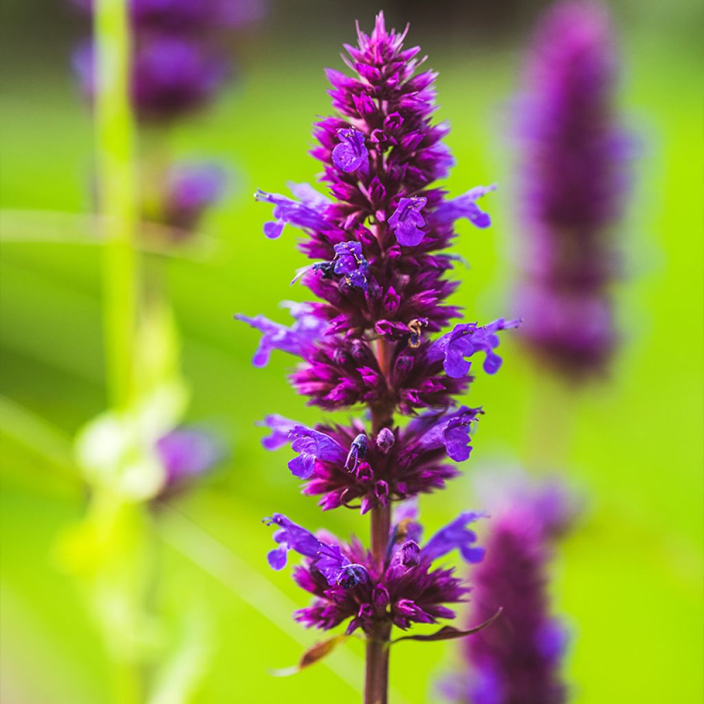 Agastache Blue Boa