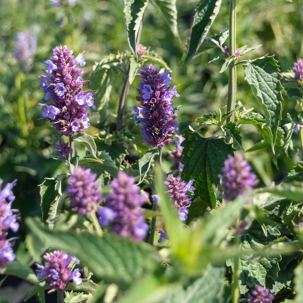 Agastache Blue Boa