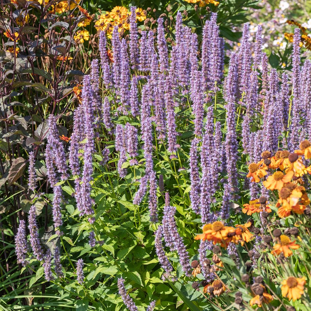 Agastache Blue Fortune