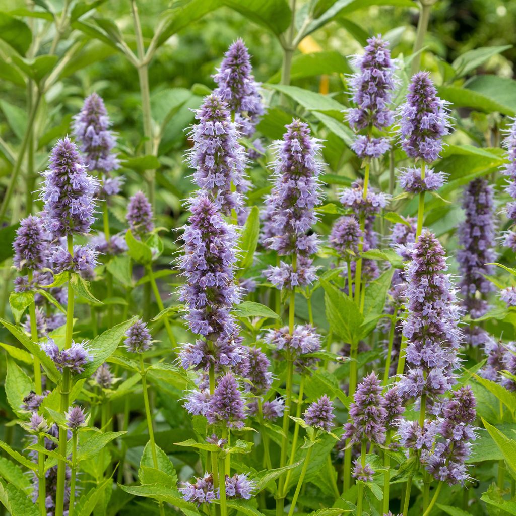 Agastache Blue Fortune