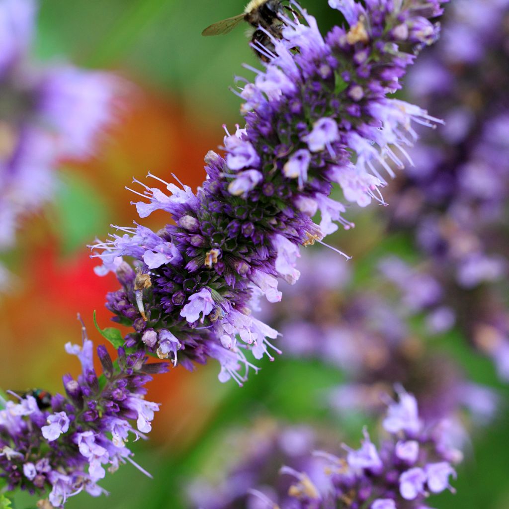 Agastache Blue Fortune