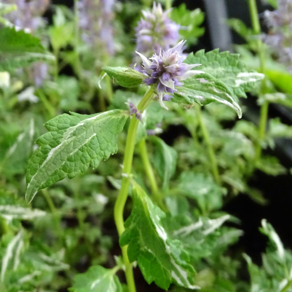 Agastache Crazy Fortune