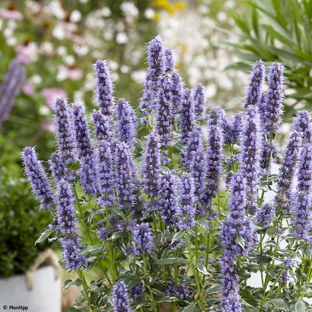 Agastache Crazy Fortune