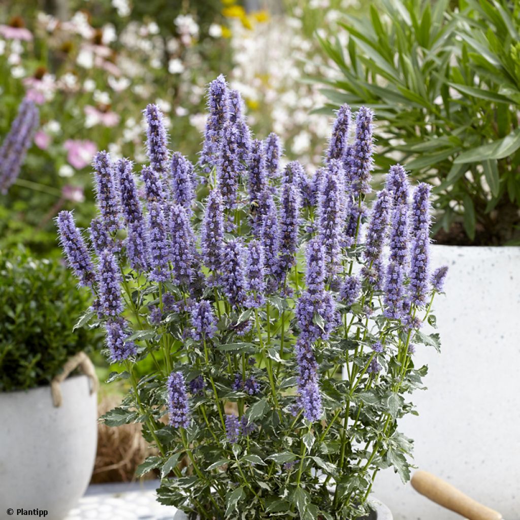 Agastache Crazy Fortune