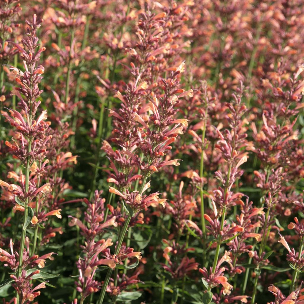 Agastache Kolibri