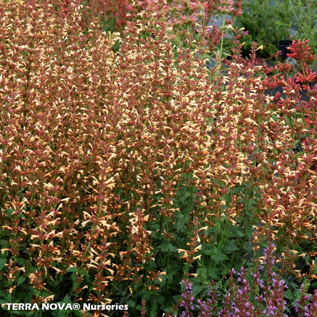 Agastache Summer Glow