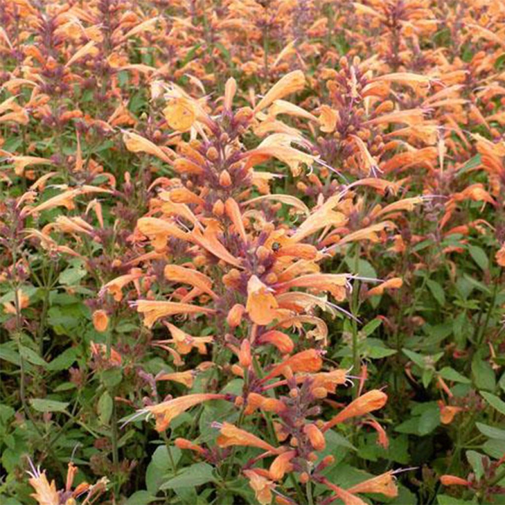 Agastache Summer Sunset - Agastache hybride orange-rose cuivré