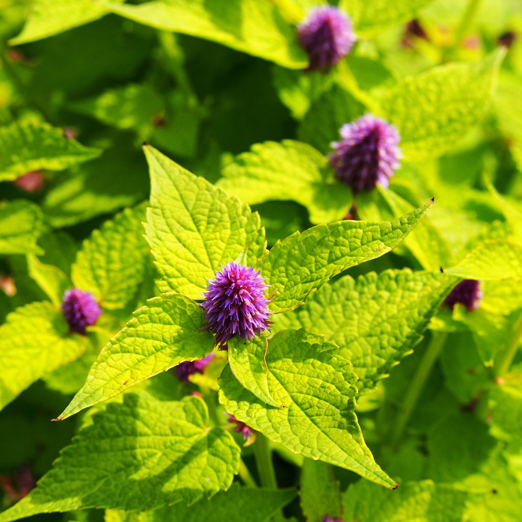 Agastache foeniculum Golden Jubilee - Hisopo anís