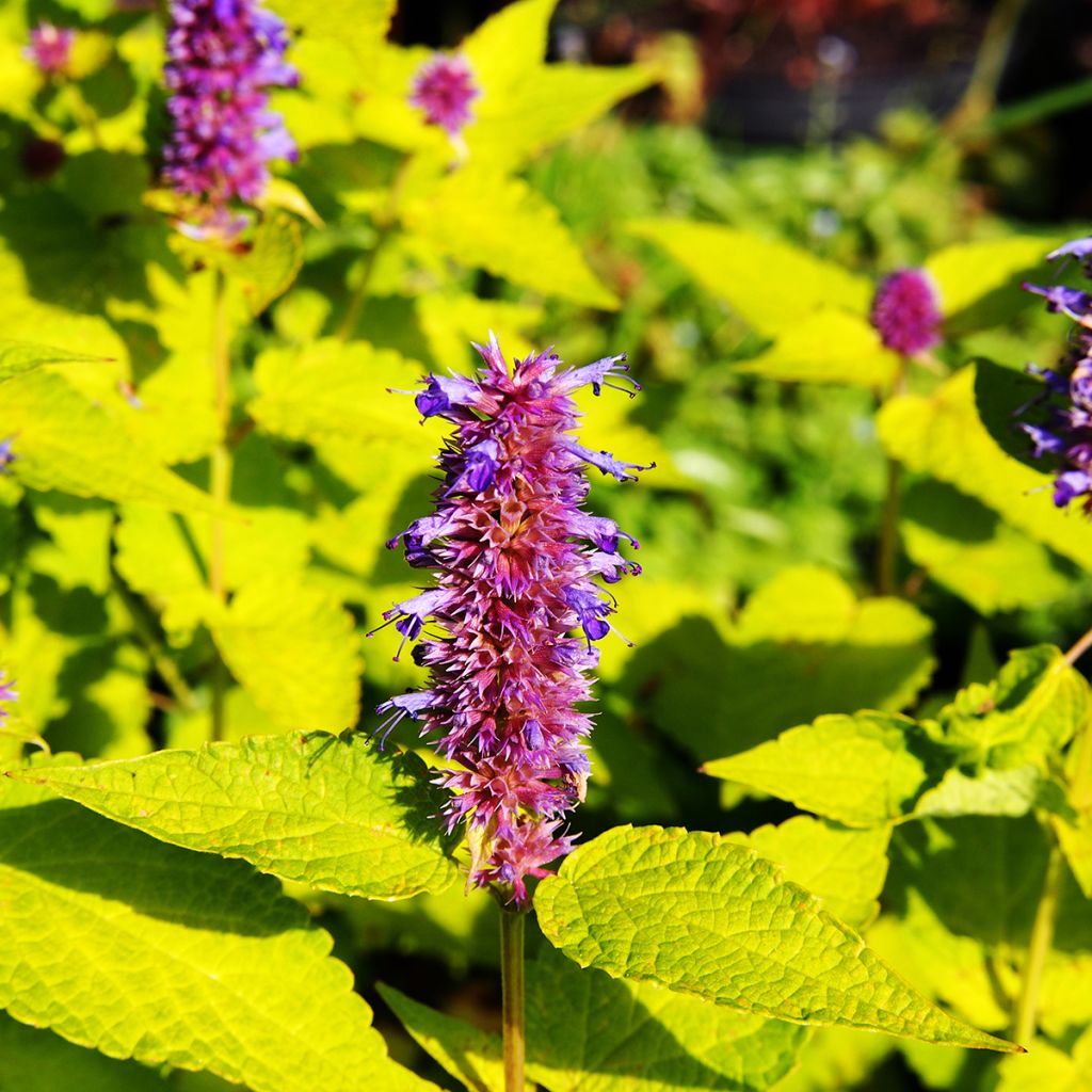 Agastache foeniculum Golden Jubilee - Hisopo anís