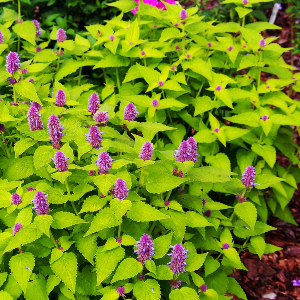 Agastache foeniculum Golden Jubilee - Hisopo anís