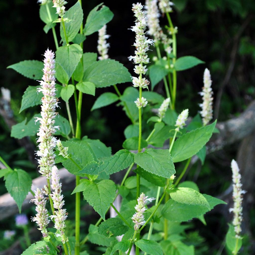 Agastache nepetoides