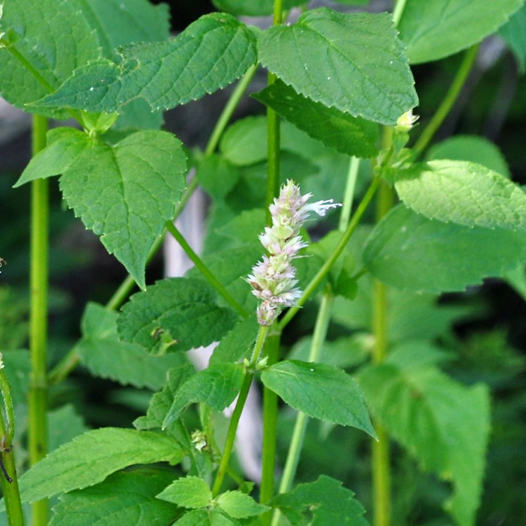 Agastache nepetoides