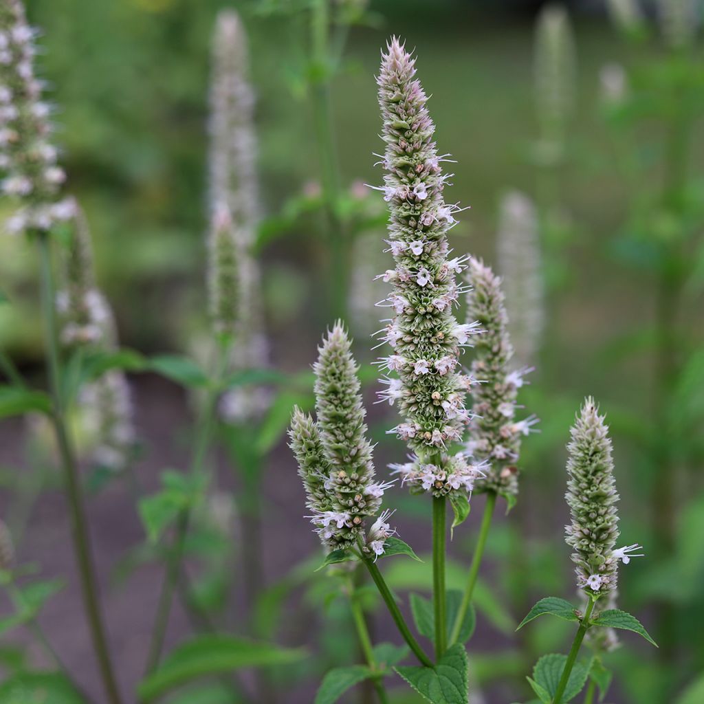 Agastache nepetoides Fuji no Yuki