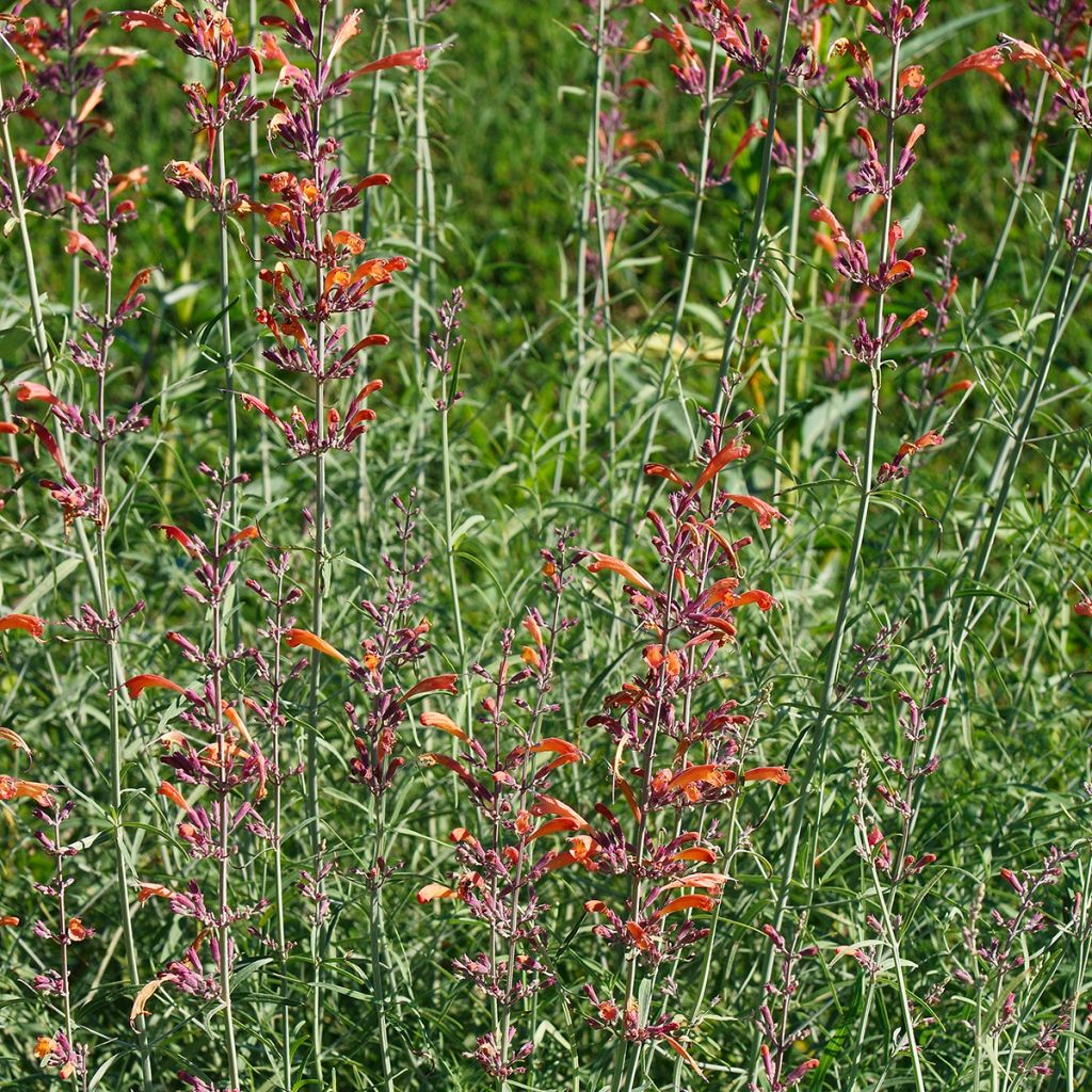 Agastache rupestris - Agastache gigante