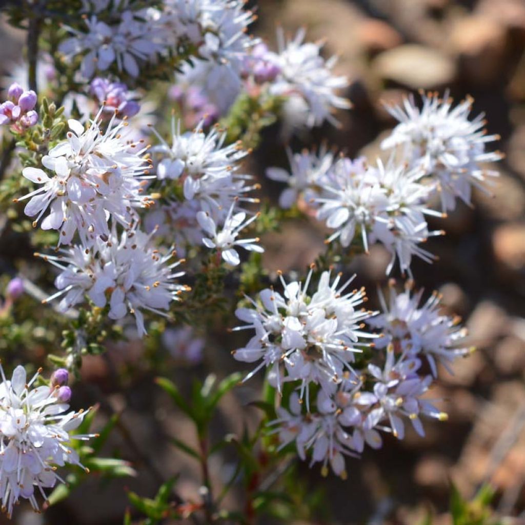 Agathosma capensis - Buchu