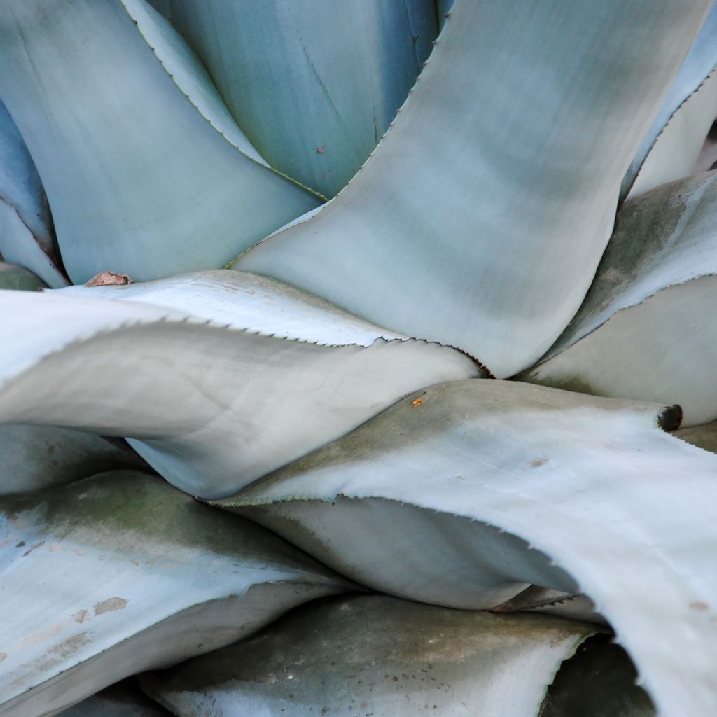 Agave americana