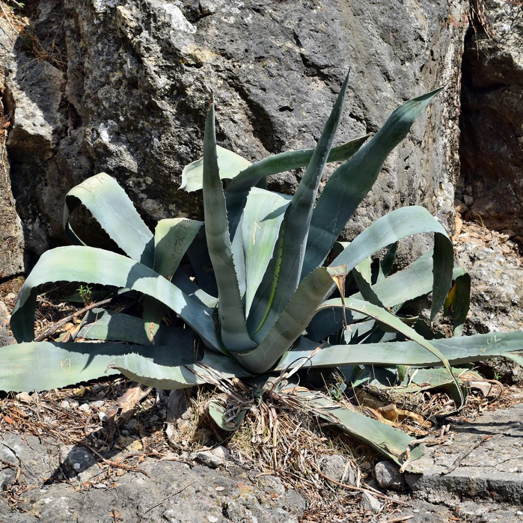 Agave americana