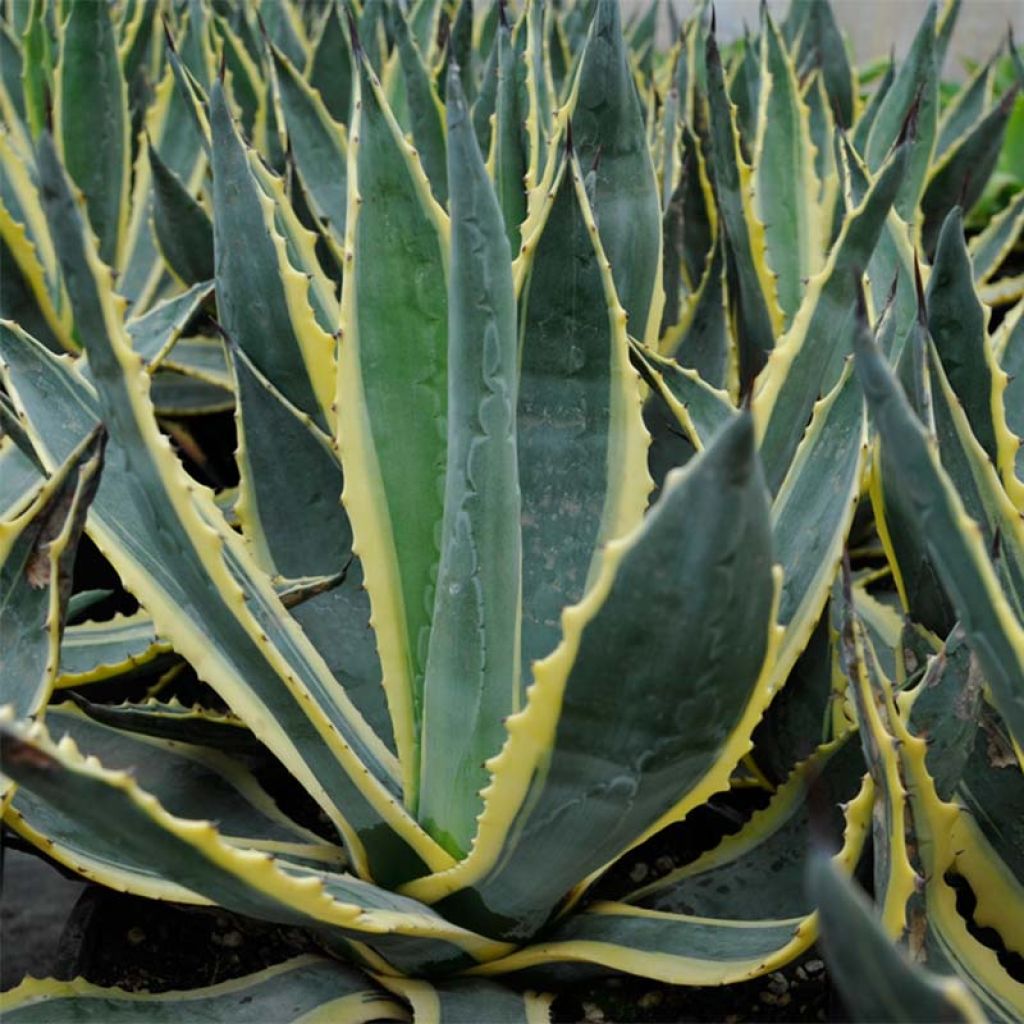 Agave americana Variegata - Agave d'Amérique panachée.