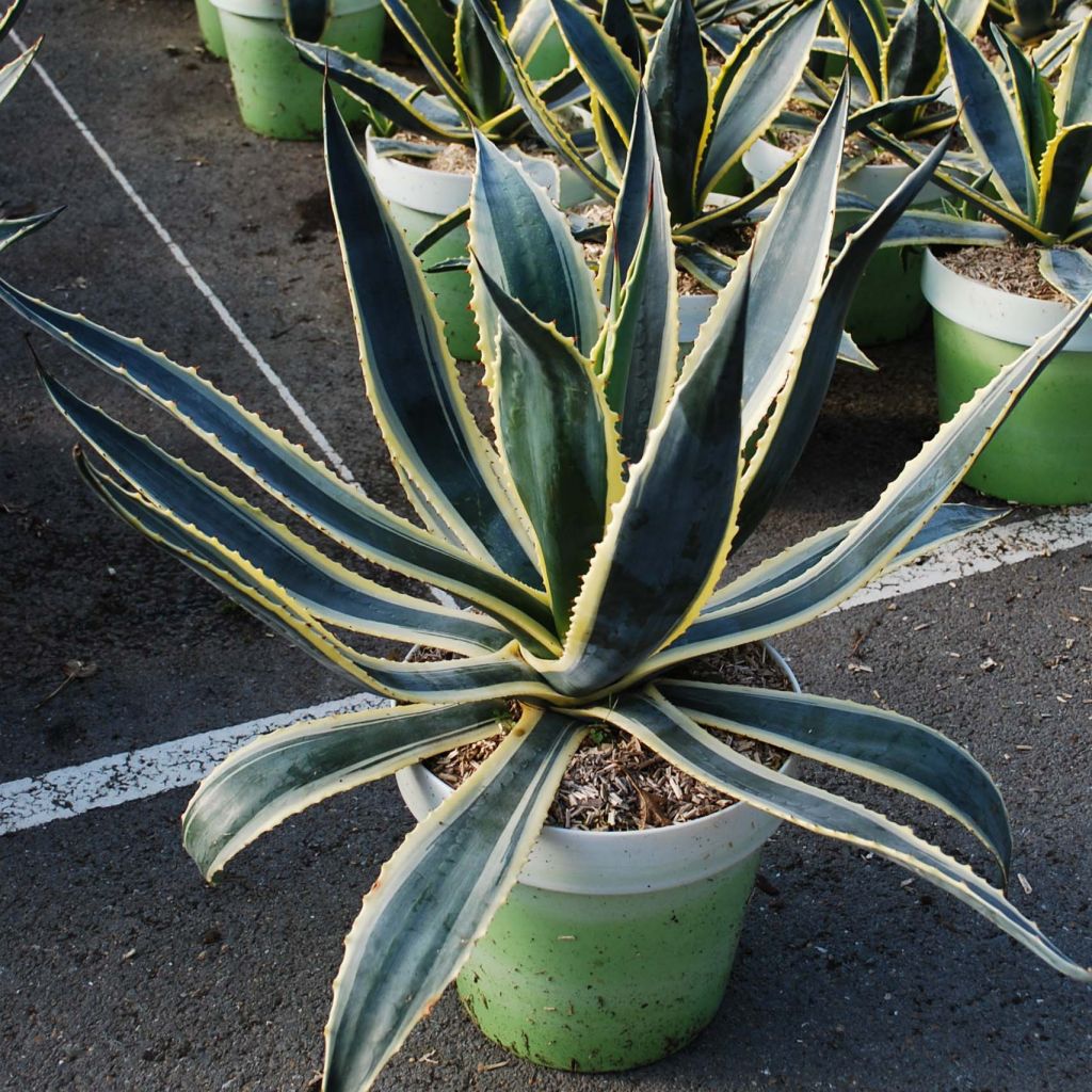 Agave americana Variegata - Agave d'Amérique panachée.