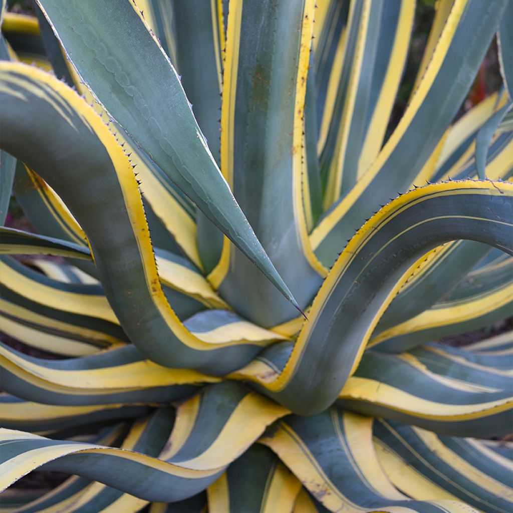 Agave americana Variegata