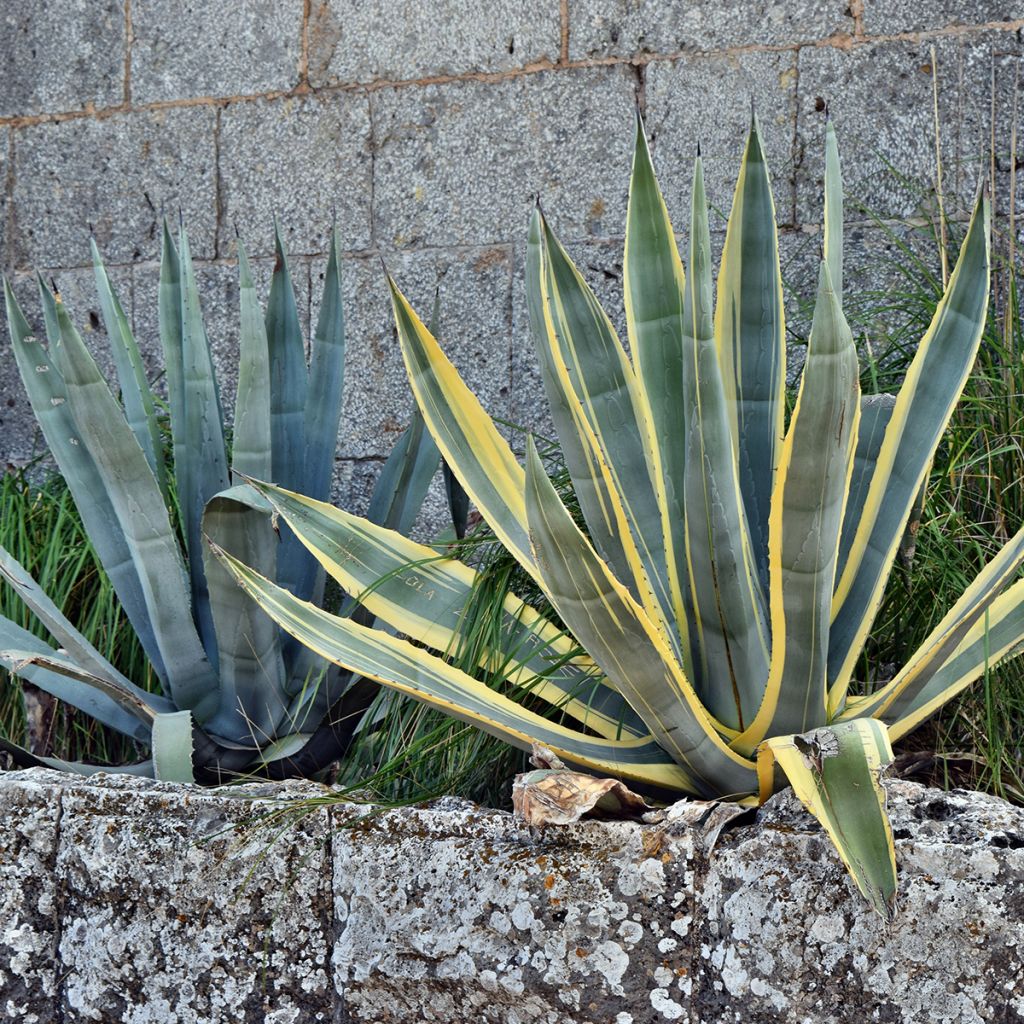 Agave americana Variegata