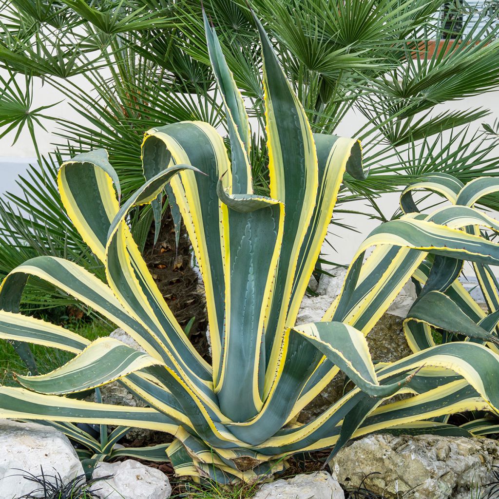 Agave americana Variegata