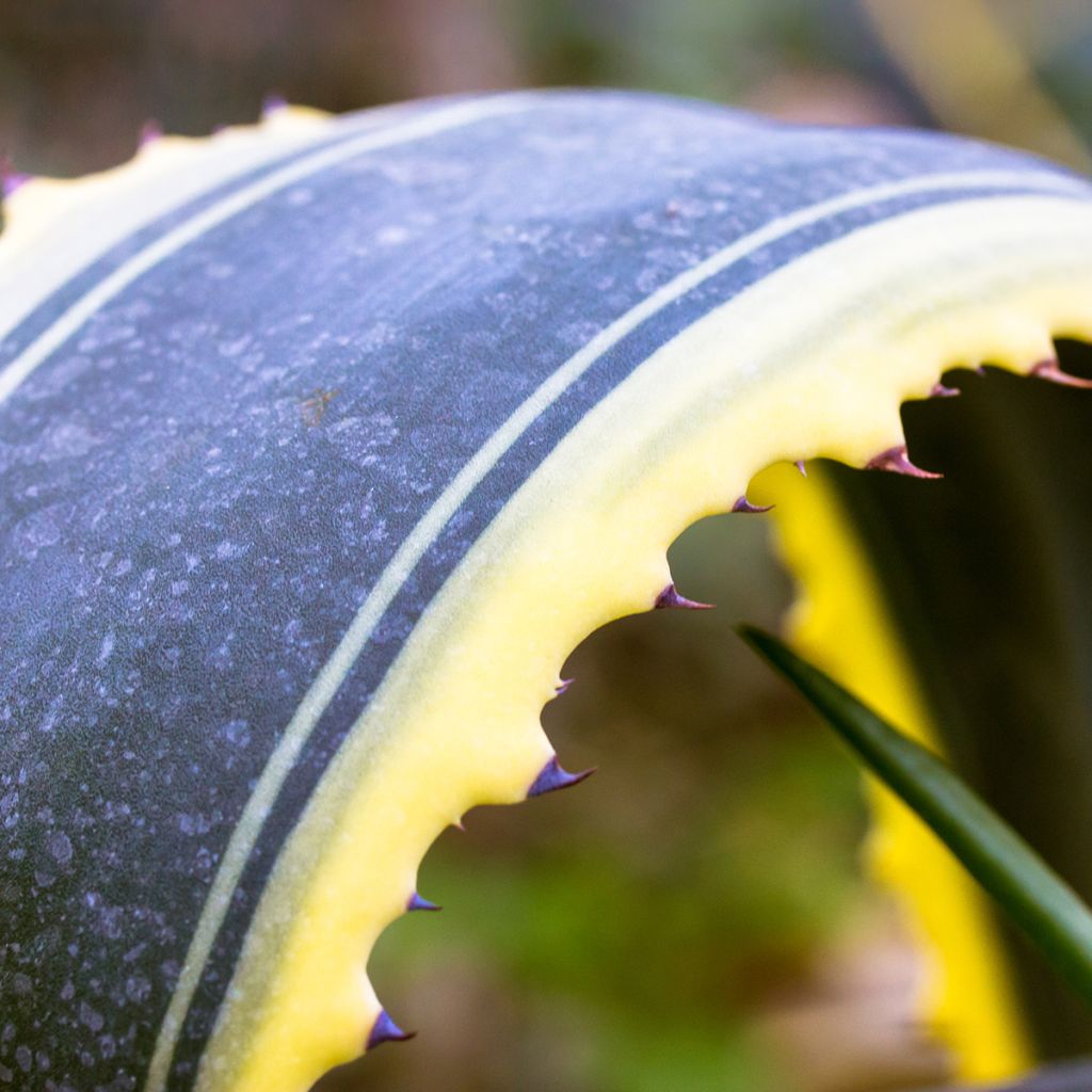 Agave americana Variegata