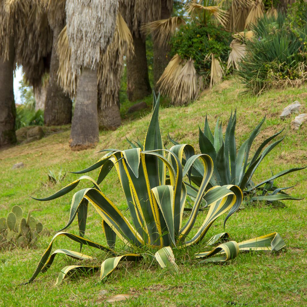 Agave americana Variegata