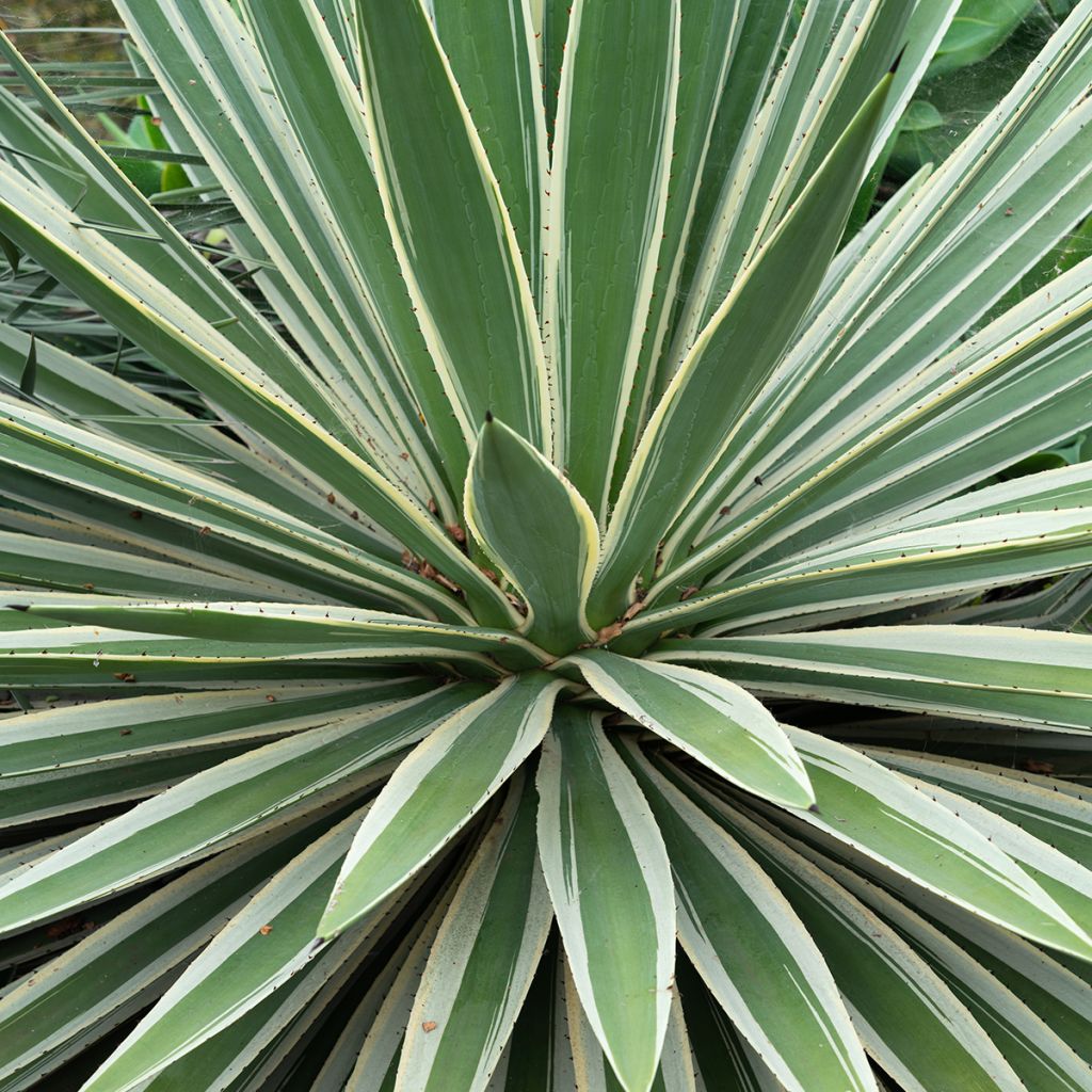 Bacanora - Agave angustifolia Marginata