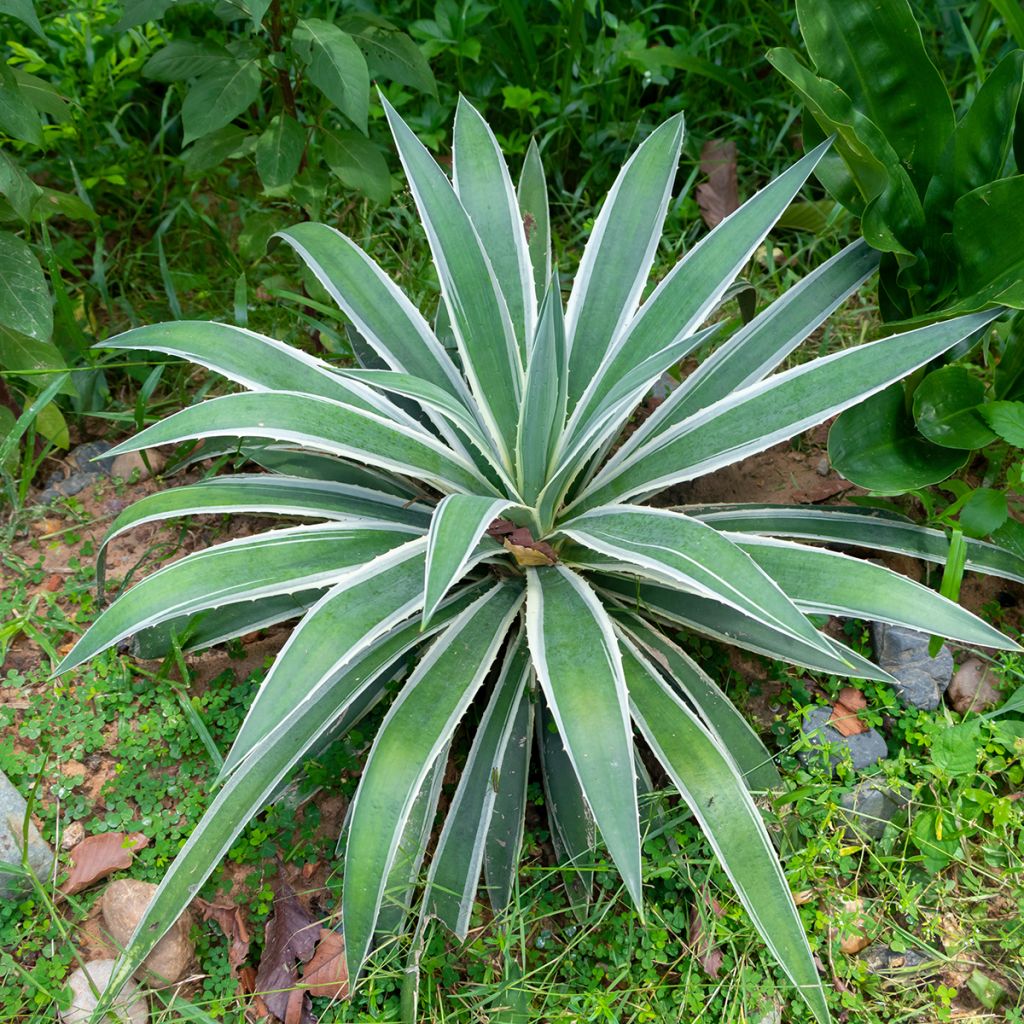 Bacanora - Agave angustifolia Marginata