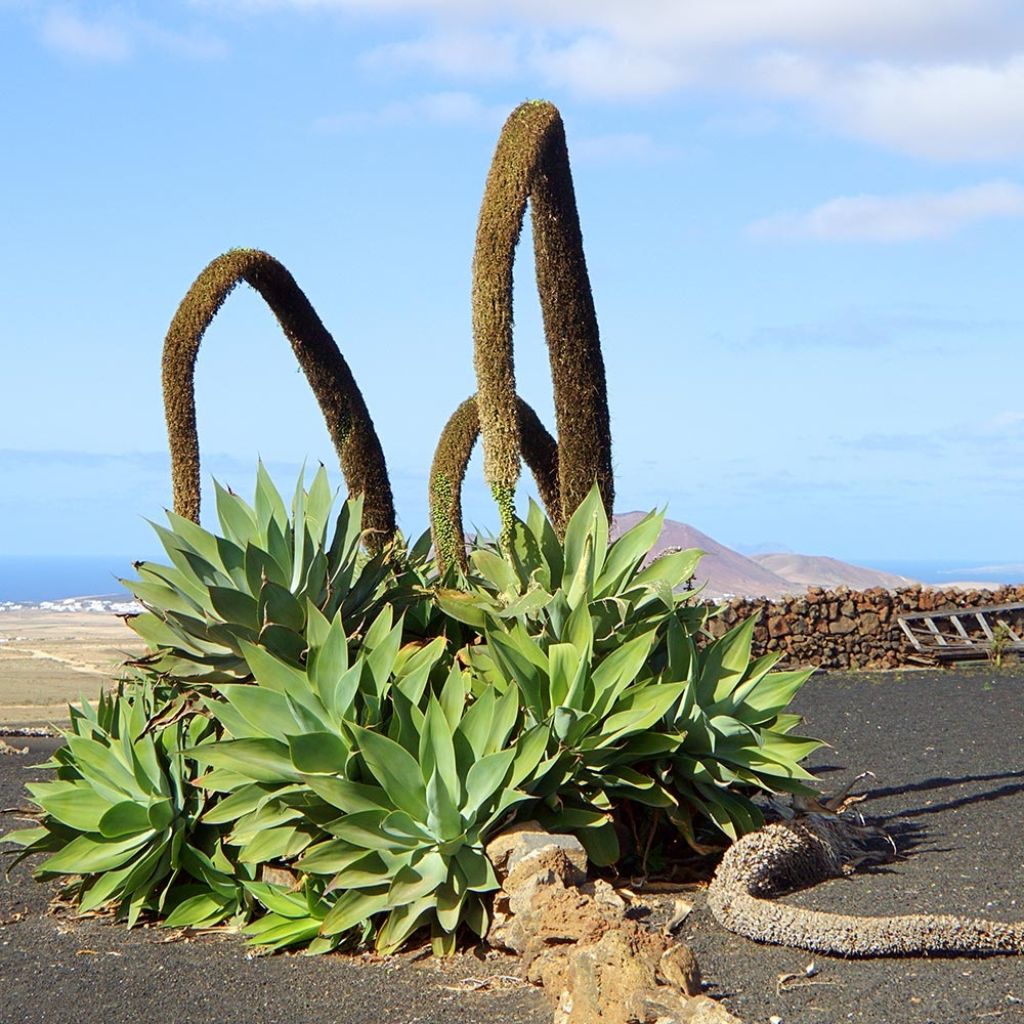 Agave attenuata - Agave à cou de cygne