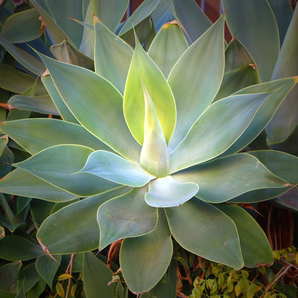 Ágave del dragón - Agave attenuata