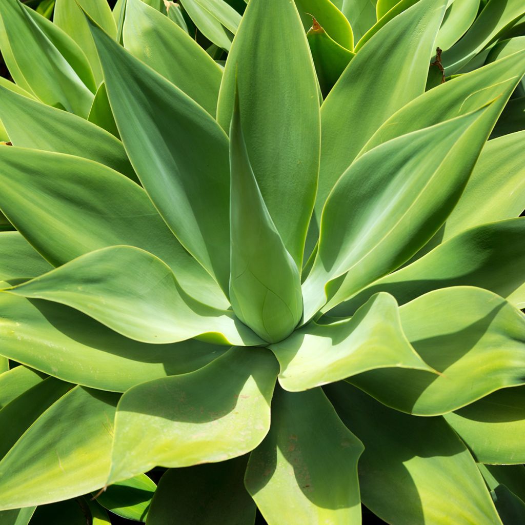 Ágave del dragón - Agave attenuata