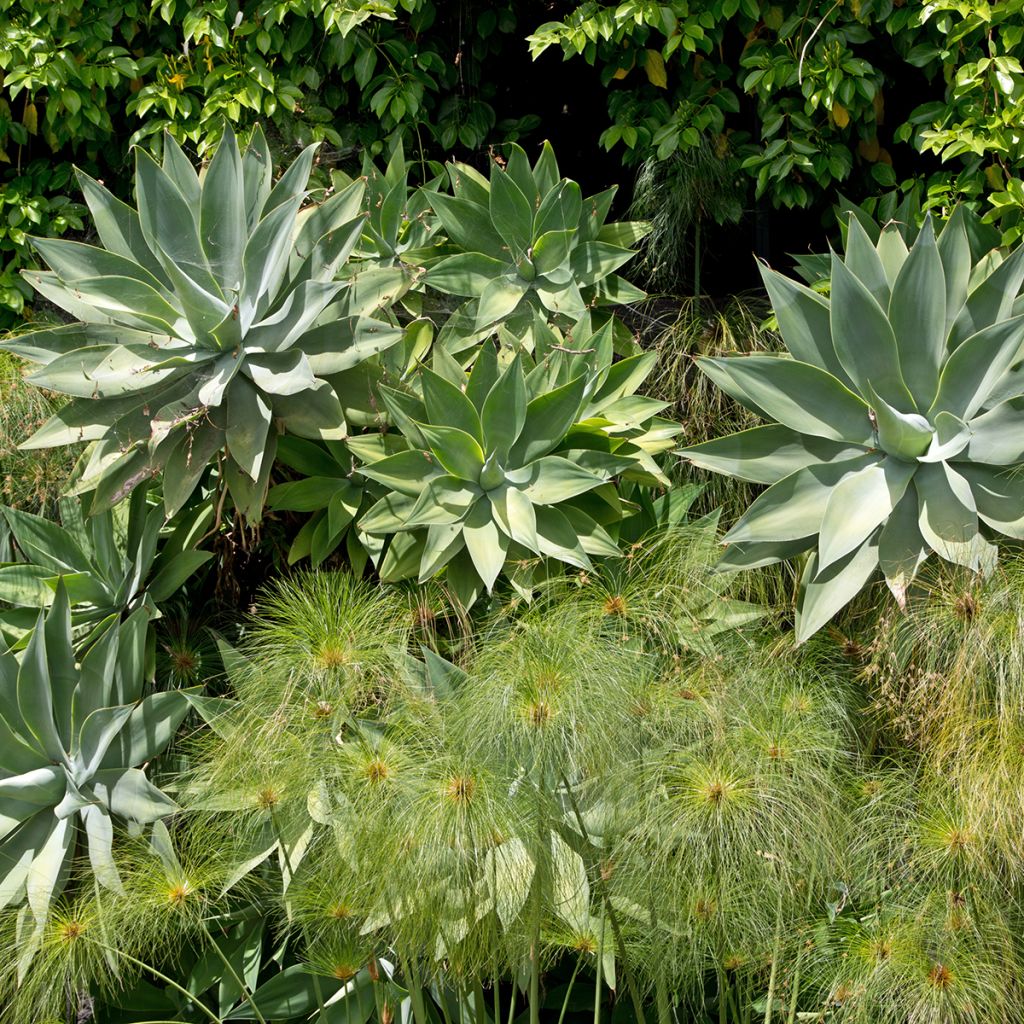 Ágave del dragón - Agave attenuata