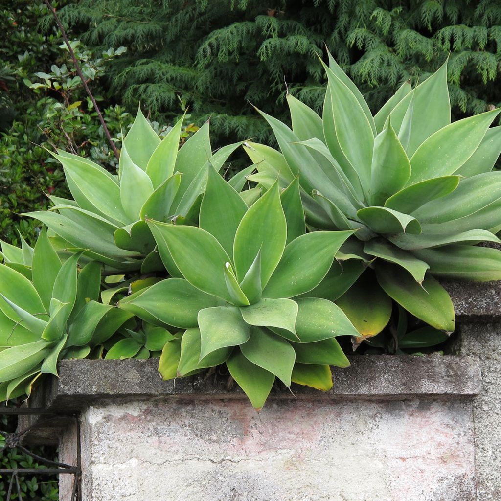 Ágave del dragón - Agave attenuata