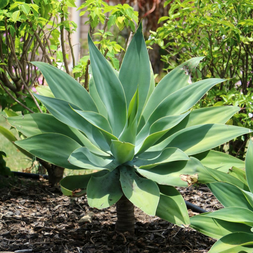 Ágave del dragón - Agave attenuata