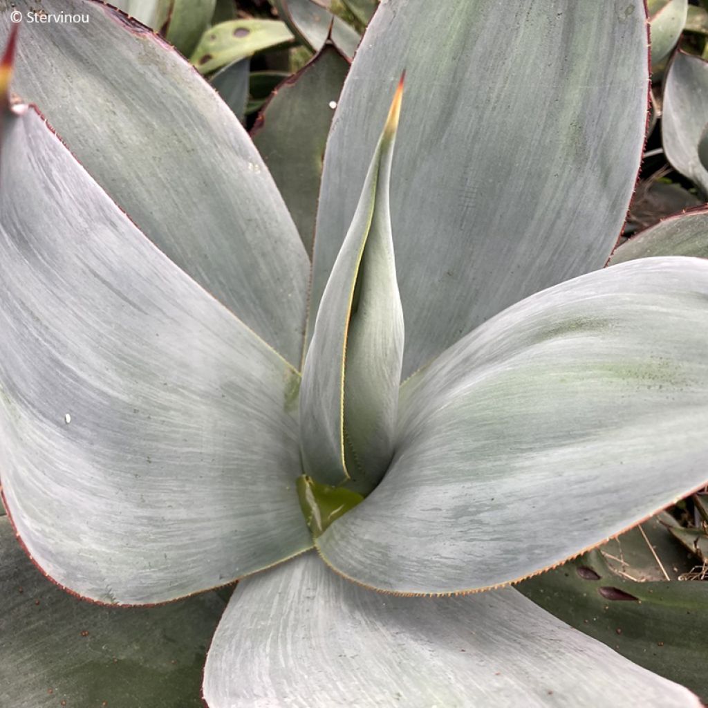 Agave celsii Nova - Maguey