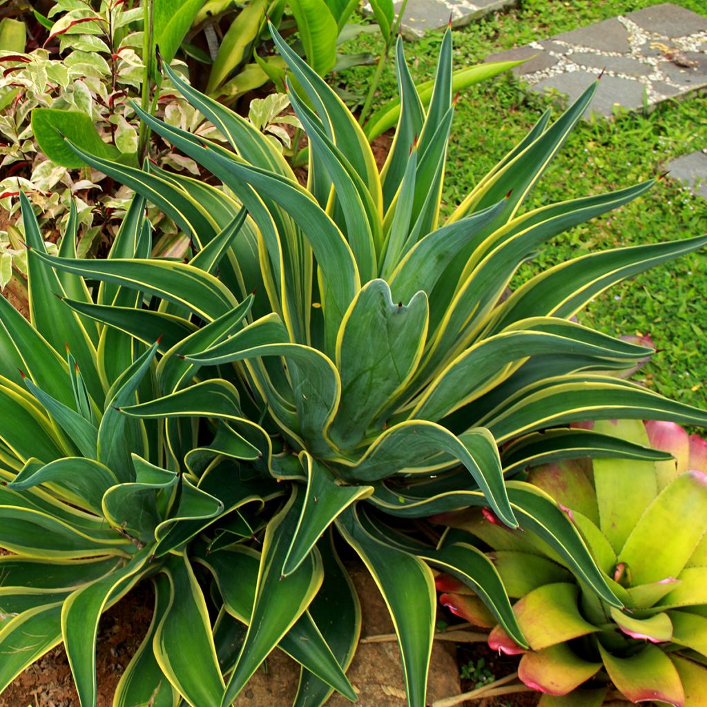 Maguey de pita - Agave desmetiana Variegata