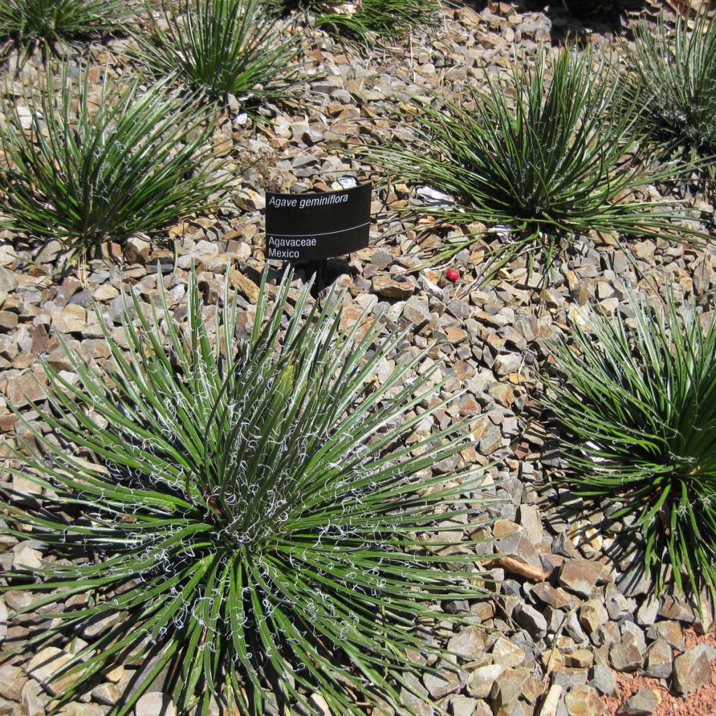 Agave geminiflora