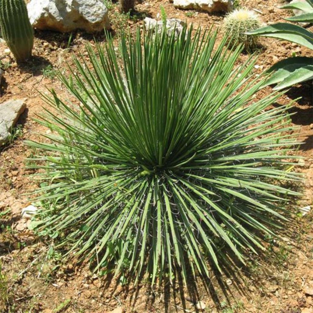 Agave geminiflora