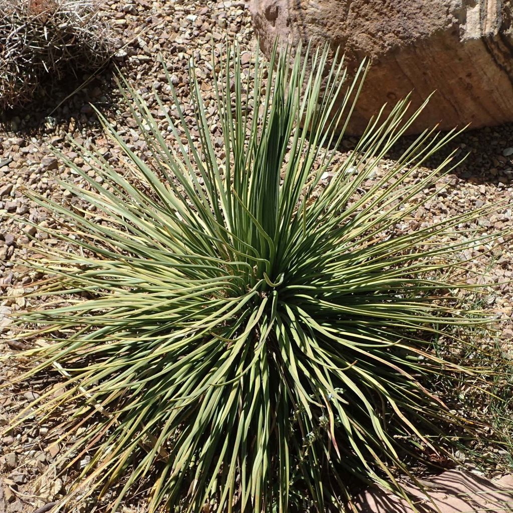 Agave geminiflora